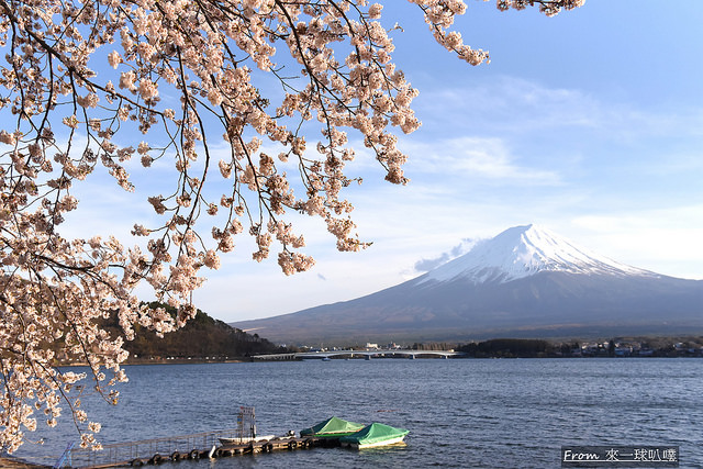 富士河口湖賞櫻一日二日遊行程、景點、交通