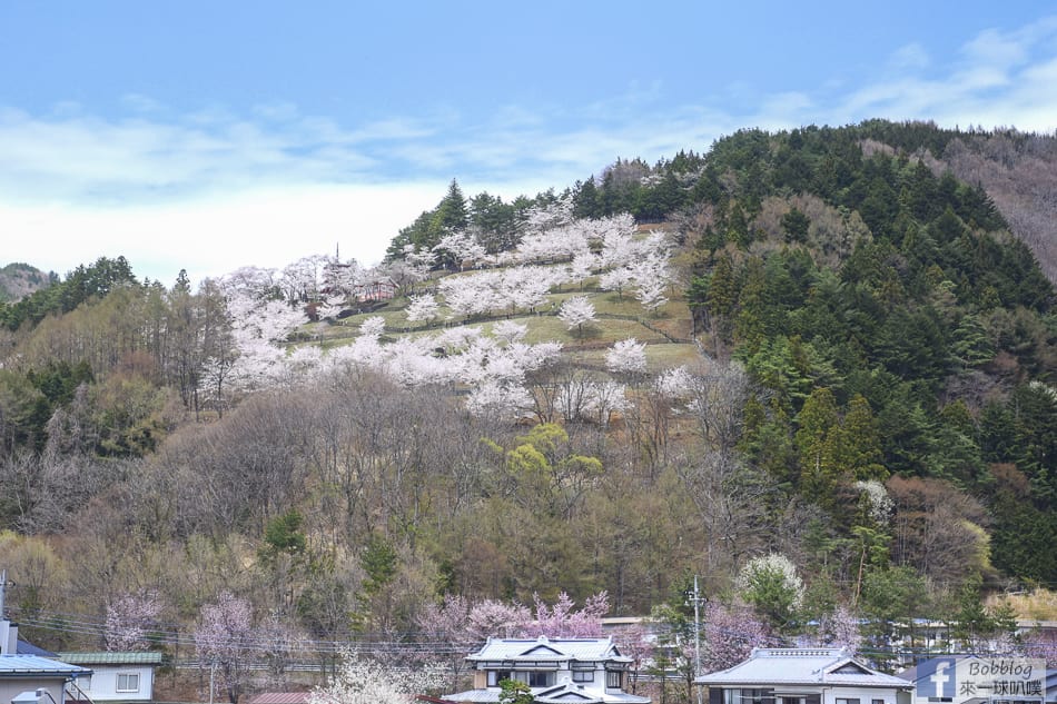 arakurayama-sengen-park-sakura