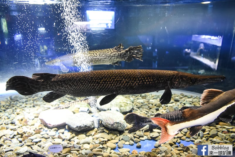 Salmon Hometown Chitose Aquarium 28