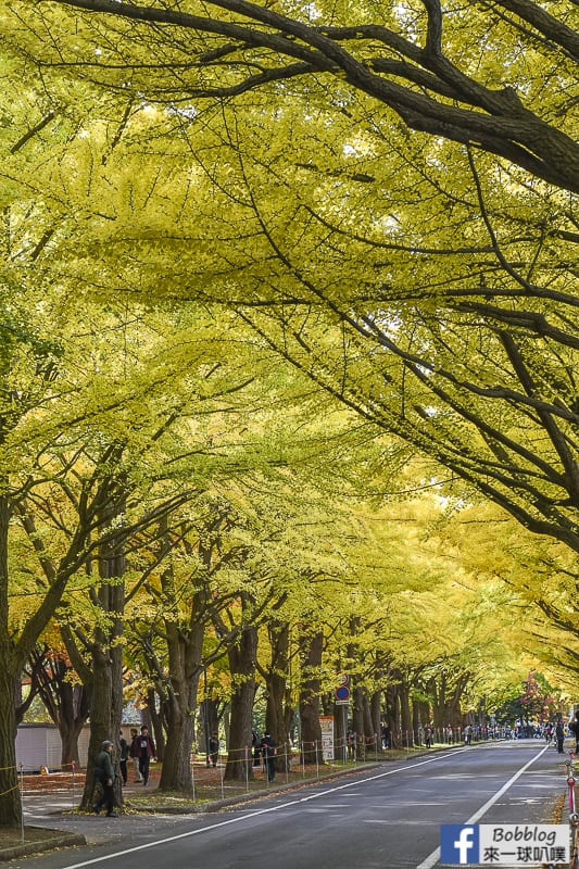 Sapporo-University-Ginkgo-Tree-14