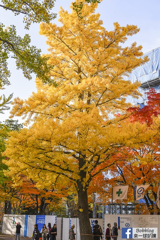 Sapporo-University-Ginkgo-Tree-28