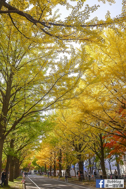 Sapporo-University-Ginkgo-Tree-50