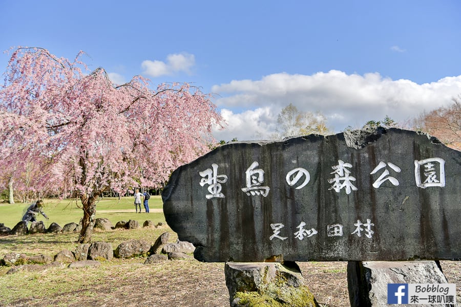 延伸閱讀：山梨西湖景點-西湖野鳥之森公園草皮、美麗櫻花、看富士山