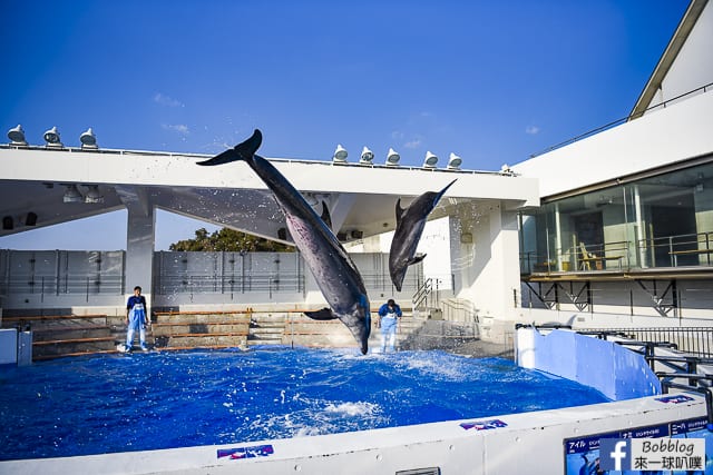 Kujukushima-Aquarium-Umikirara-50