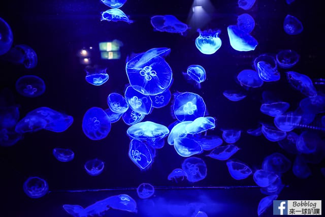 Kujukushima-Aquarium-Umikirara-64