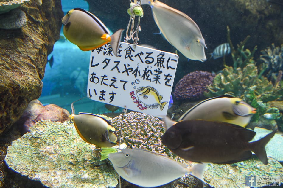 nagoya-aquarium-85