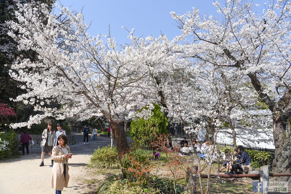 Hijiyama-park-Sakura-10