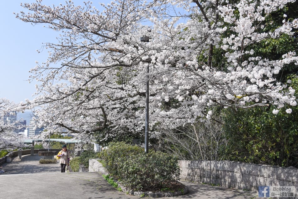 Hijiyama-park-Sakura-8