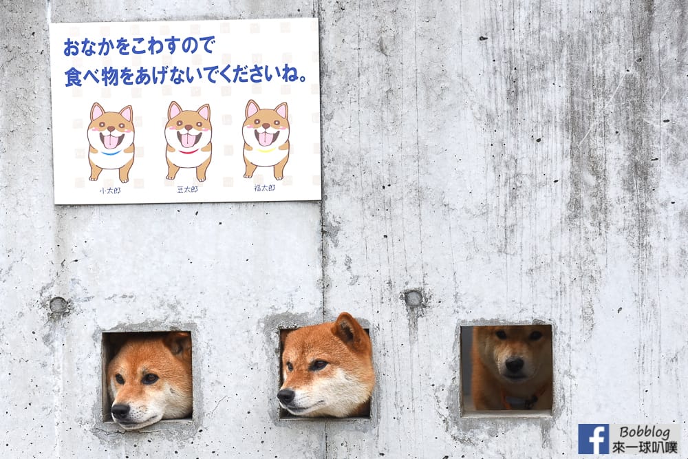 日本九州島原必去景點|超可愛島原三柴犬探出頭跟你問好