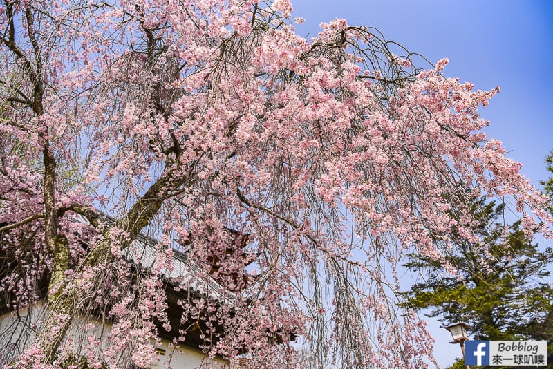 广岛宫岛樱花景点攻略(樱花预测,大鸟居,严岛神社,多宝塔)