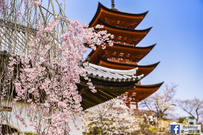 廣島宮島櫻花景點攻略 櫻花預測 大鳥居 嚴島神社 多寶塔 來一球叭噗