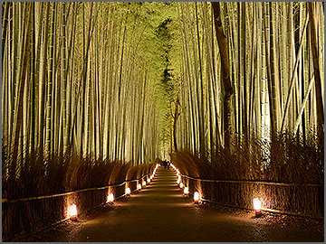 京都嵐山竹林小徑、超美竹林拍美照、搭人力車遊竹林