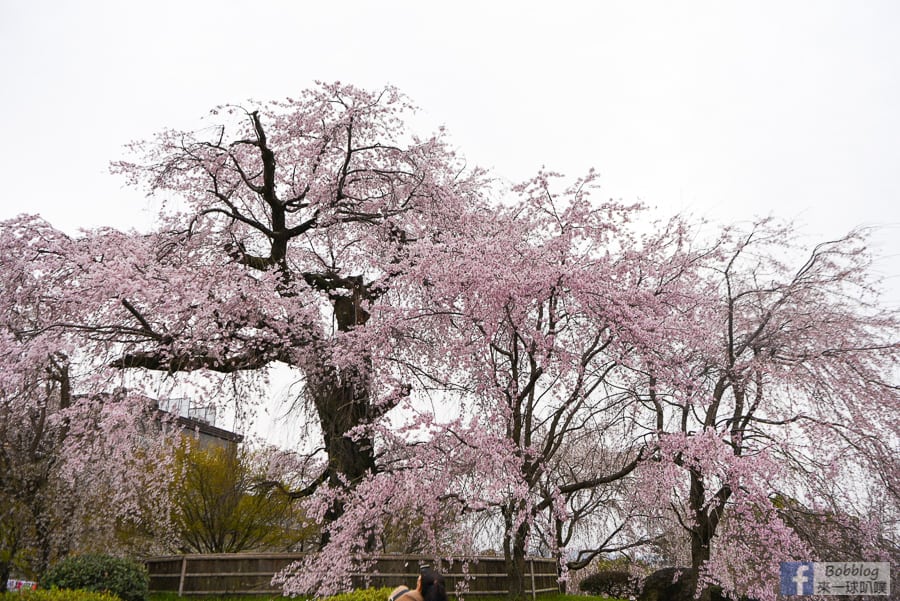 kyoto-maruyama-park-13