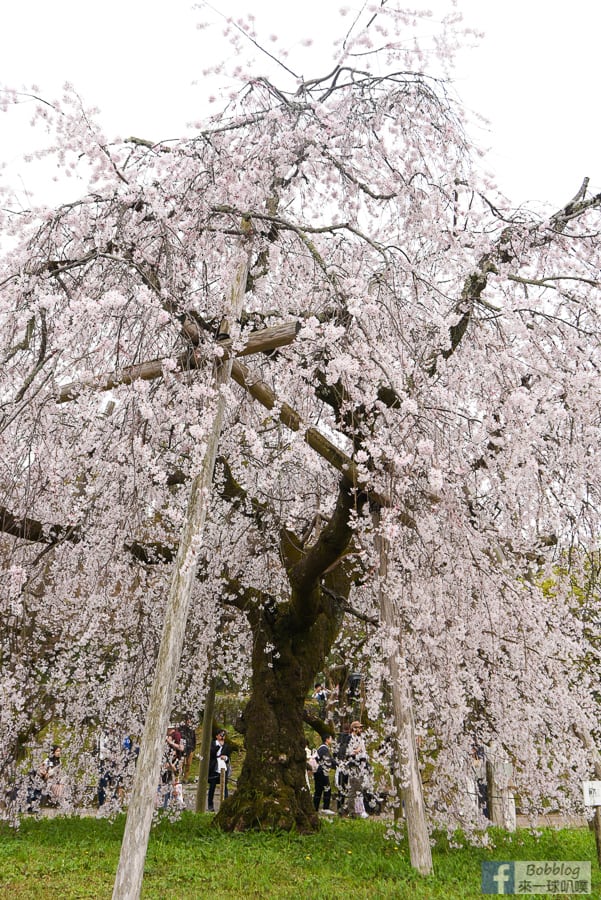 kyoto-maruyama-park-17