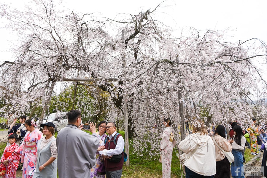 kyoto-maruyama-park-18