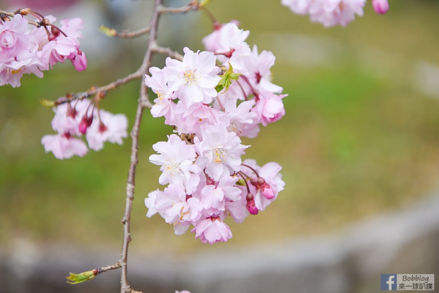 kyoto-maruyama-park-20