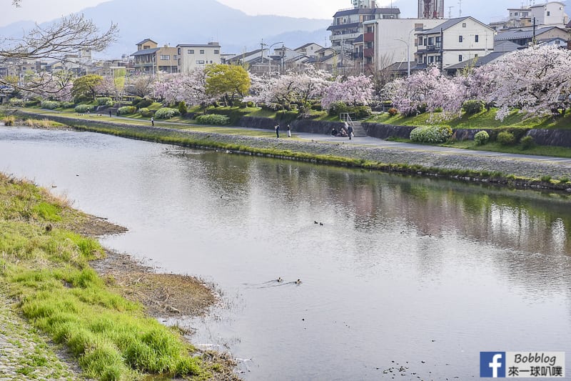 Kamogawa River sakura-45