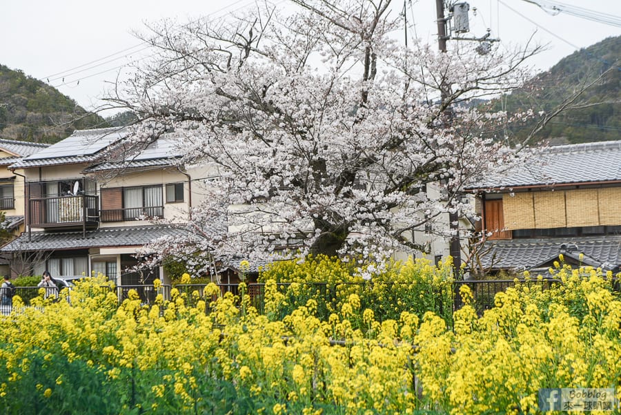 Yamashina-Canal-21