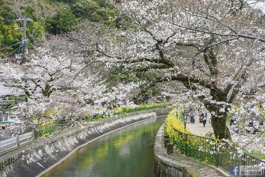 Yamashina-Canal-6