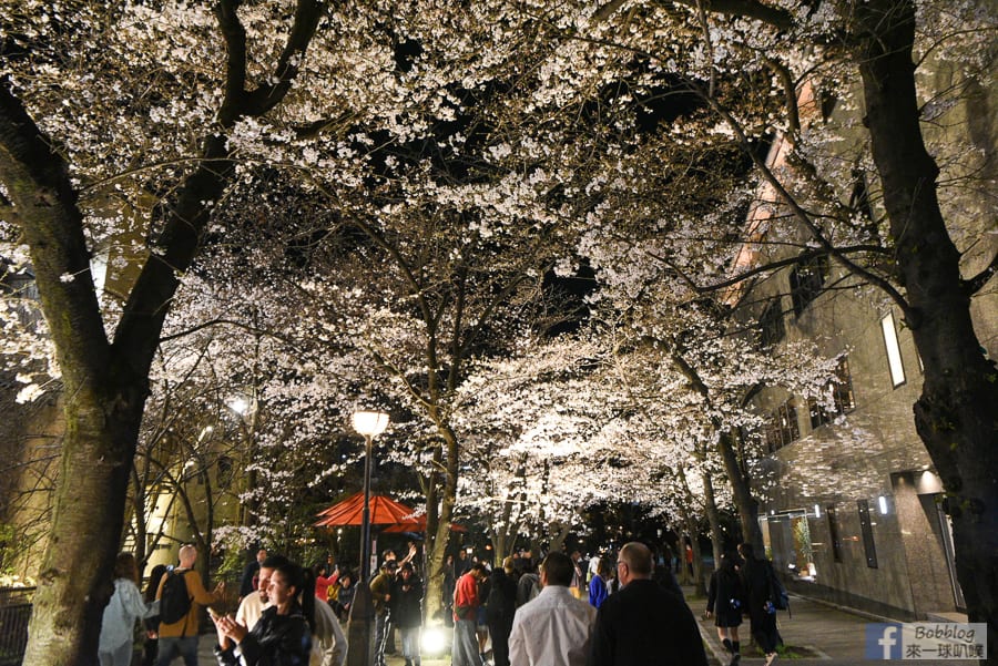 gion-night-sakura-15