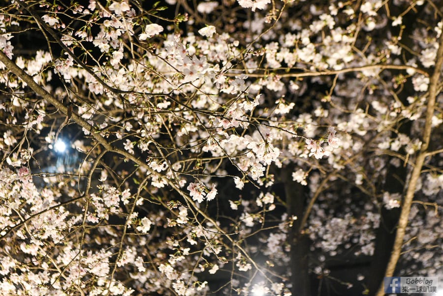 gion-night-sakura-20