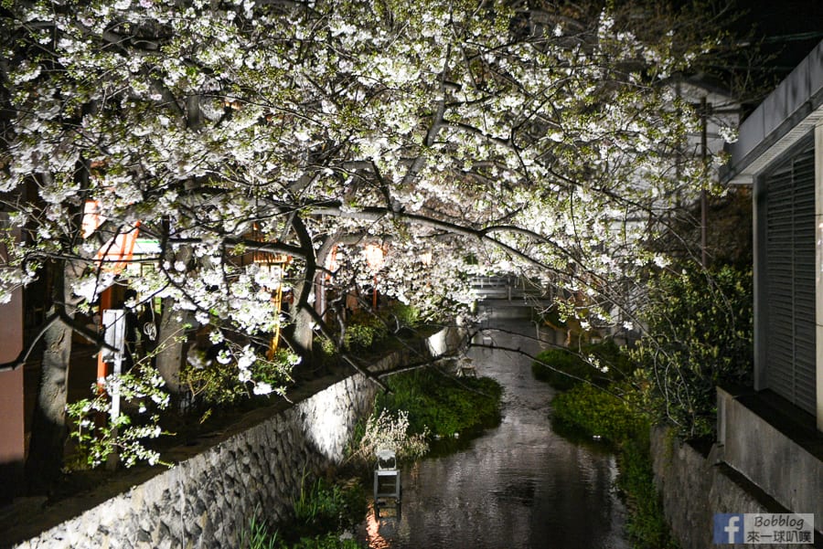 takasegawa-night-sakura-8