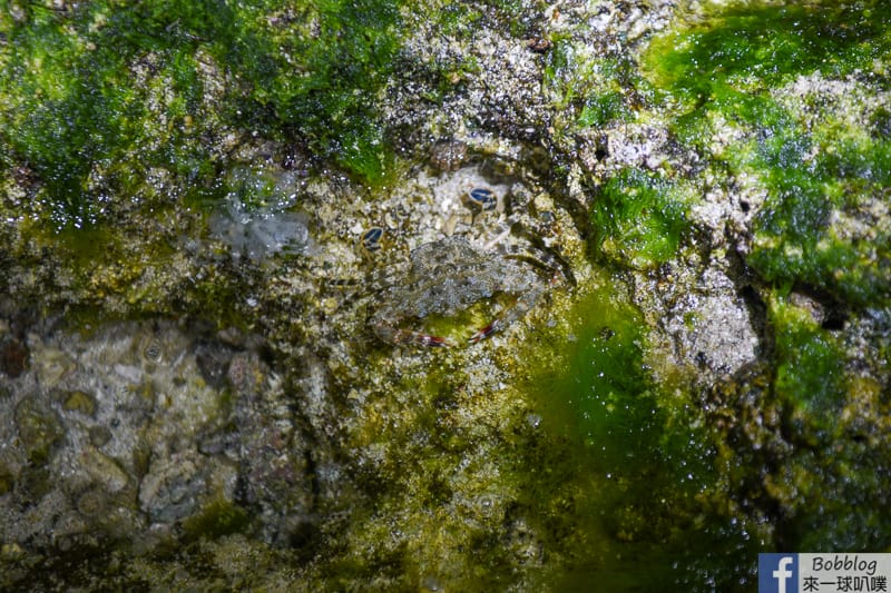 greenisland-intertidal-zone-12