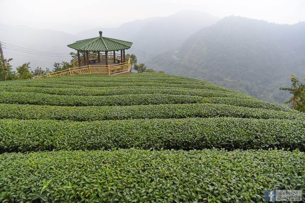 Bagua-Tea-Garden-8