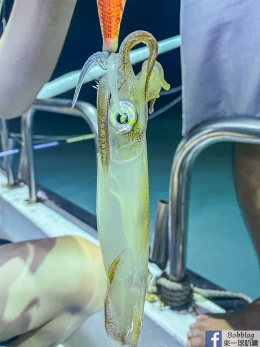 Fishing neritice squide 40