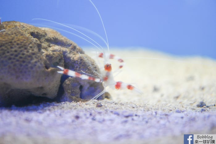 penghu-aquarium-17
