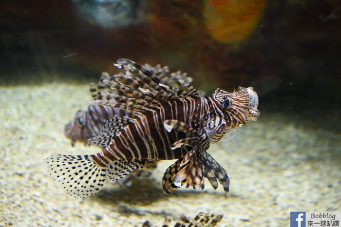 penghu-aquarium-22