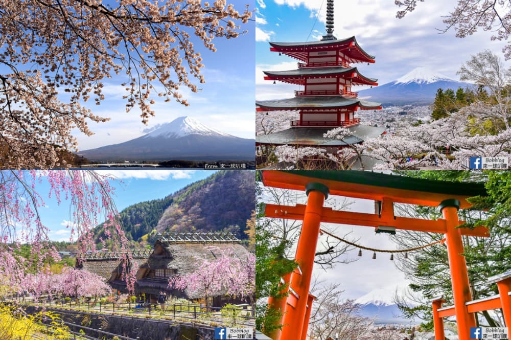 富士河口湖櫻花祭+河口湖北岸櫻花(2019櫻花祭時間)