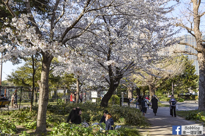 19東京日比谷公園櫻花 來一球叭噗