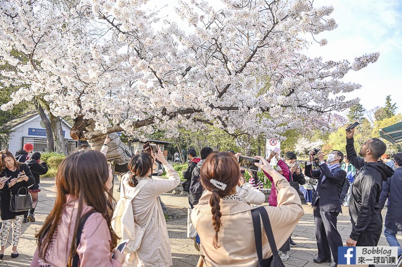 Inokashira Onshi Park sakura 13