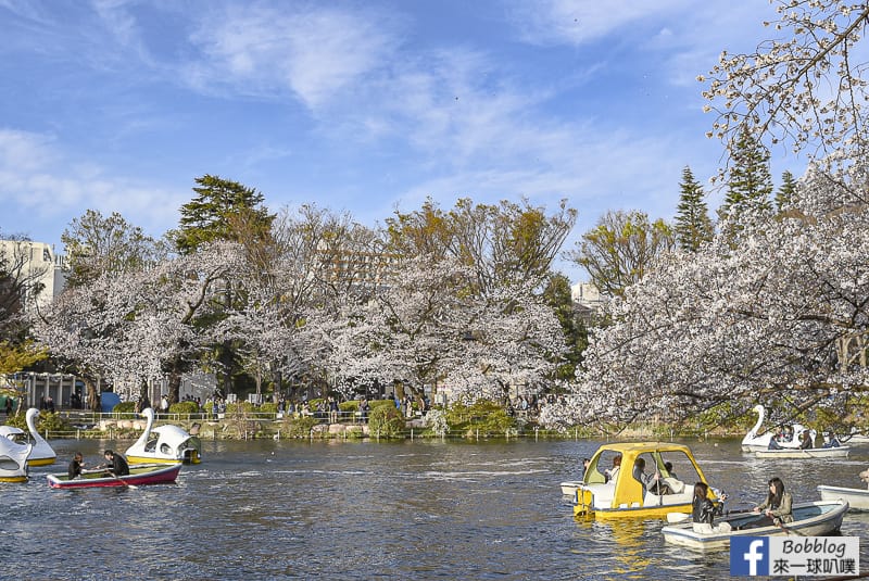 Inokashira Onshi Park sakura 19