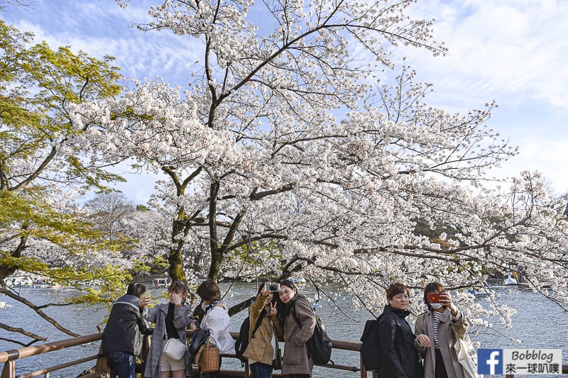 Inokashira Onshi Park sakura 2