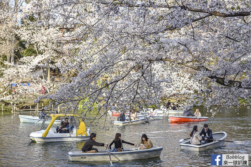 Inokashira Onshi Park sakura 20