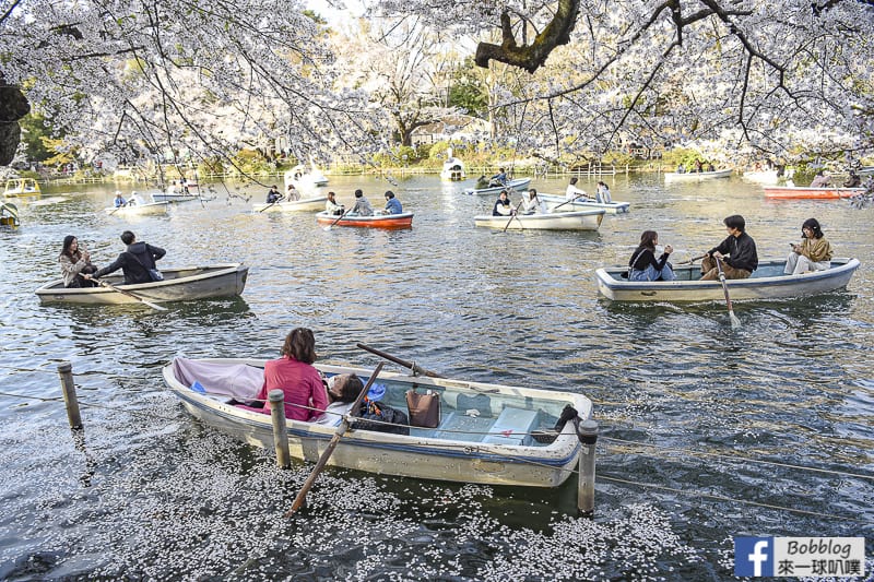 Inokashira Onshi Park sakura 22