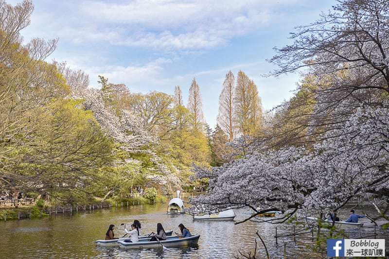 Inokashira Onshi Park sakura 27