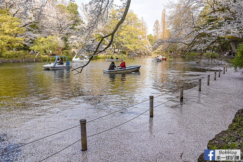 Inokashira Onshi Park sakura 28