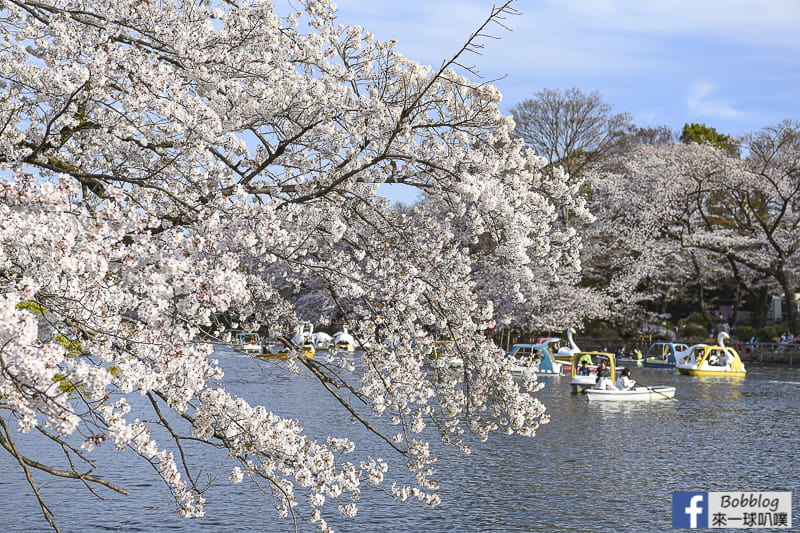 Inokashira Onshi Park sakura 3