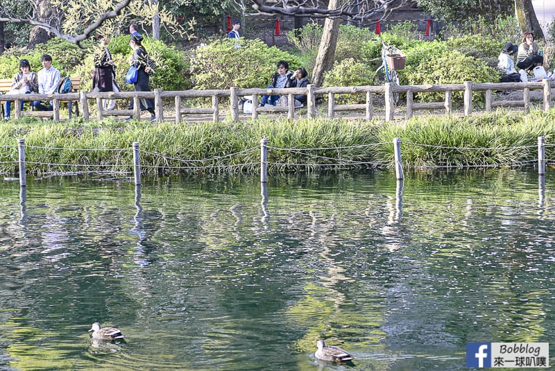 Inokashira Onshi Park sakura 31