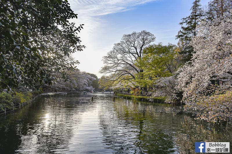 Inokashira Onshi Park sakura 32