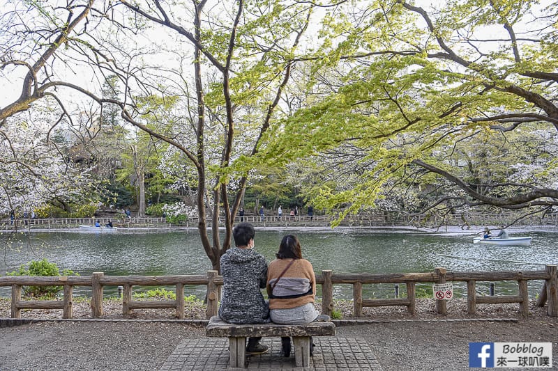 Inokashira Onshi Park sakura 34