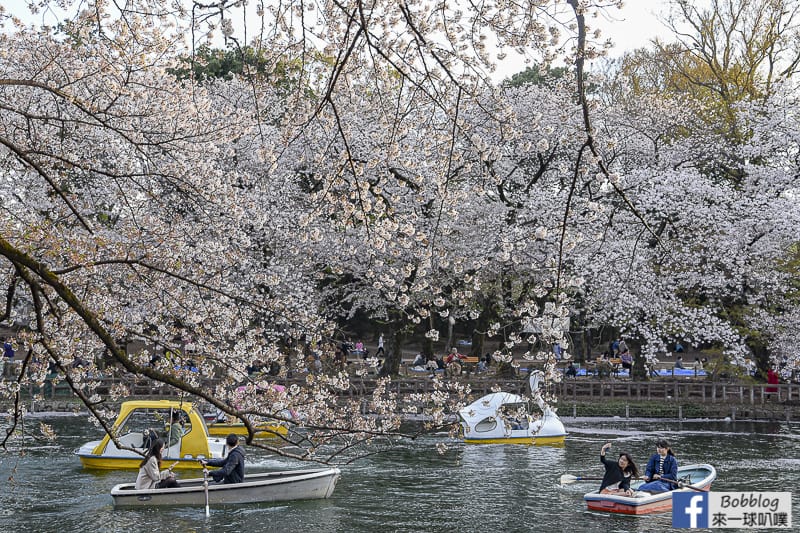 Inokashira Onshi Park sakura 36