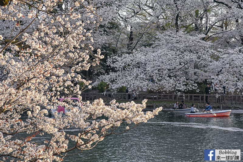 Inokashira Onshi Park sakura 38