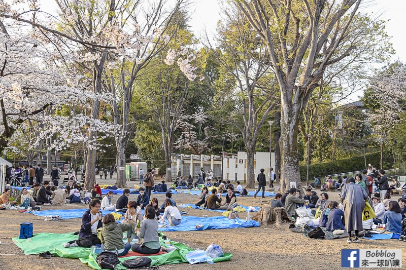Inokashira Onshi Park sakura 39