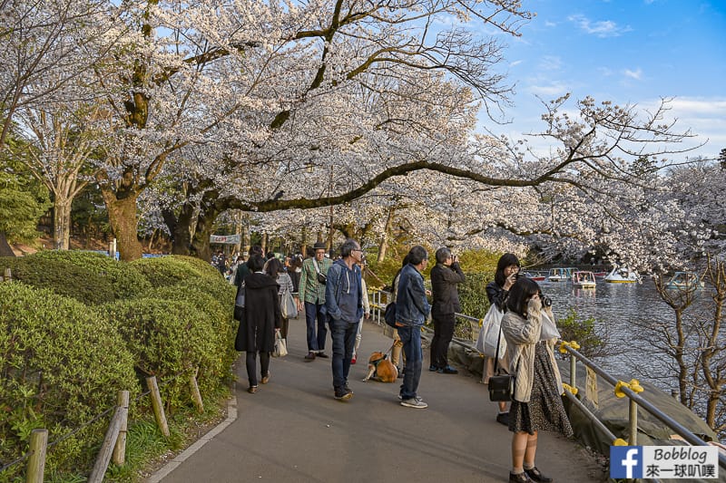 Inokashira Onshi Park sakura 41