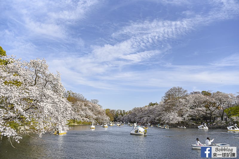 Inokashira Onshi Park sakura 5