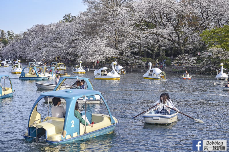 東京吉祥寺賞櫻行程 井之頭恩賜公園 櫻花百選 超美櫻花 來一球叭噗